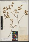 Foto von Salix aurita L.